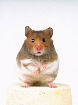 Какое блюдо предпочитает кот ? 