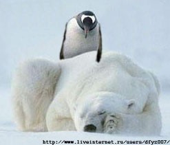 Самый милый пингвин?