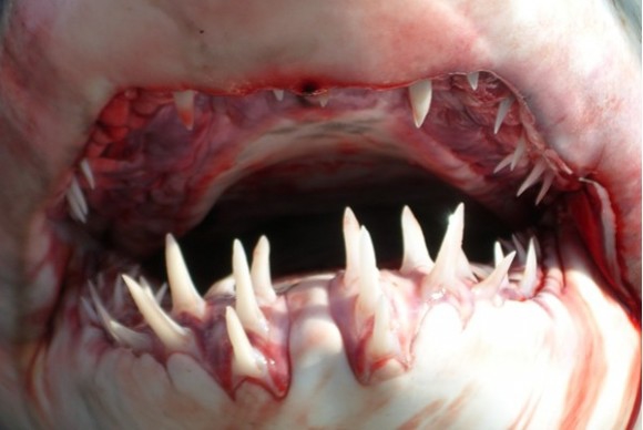 Kādi tie ir – paši bīstamākie zobi un ilkņi pasaulē?