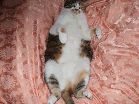 моя кошка Мила