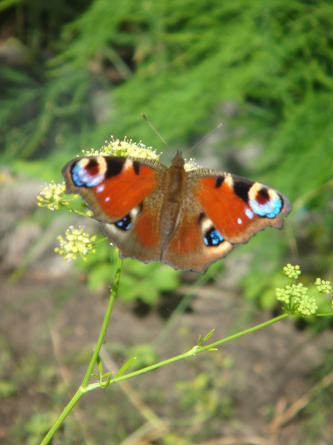 butterfly*
