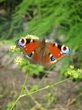 butterfly*