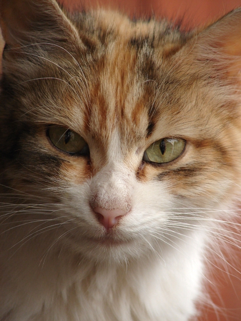 nice cat?