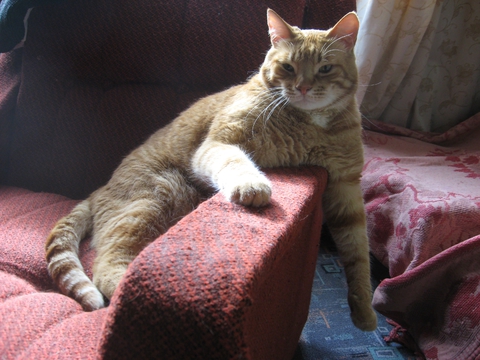 мой котэ отдыхает :))))