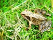 Frog*
