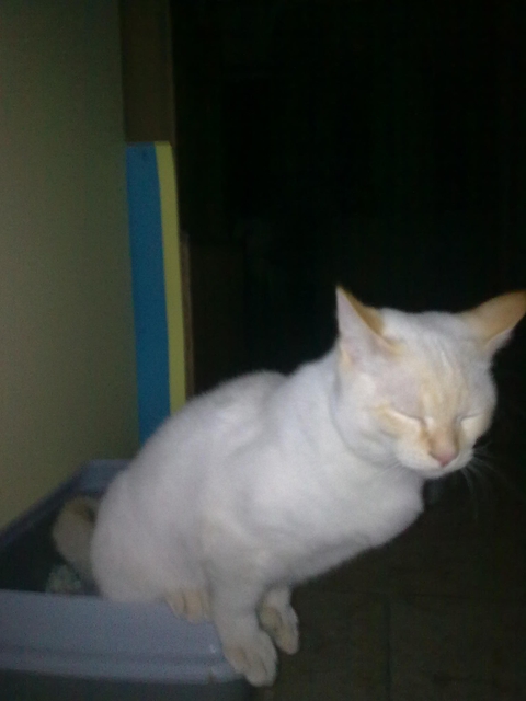 мой кот :)