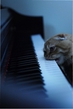 котяра