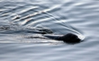 В Рижском заливе водятся тюлени-позеры