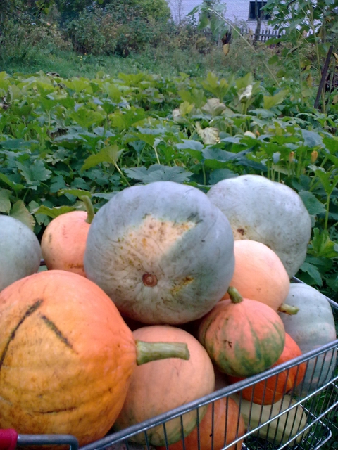 Урожай 2010
