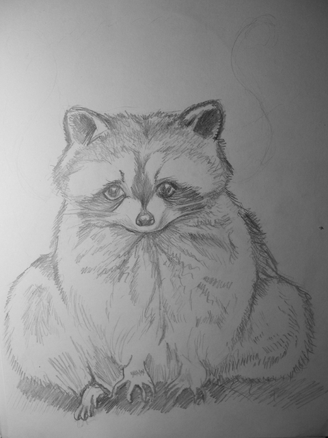 The Coon