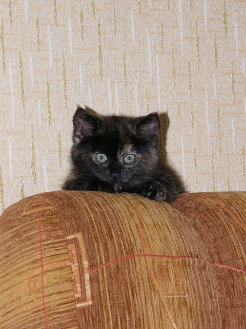 моя маленькая Клеопатра 