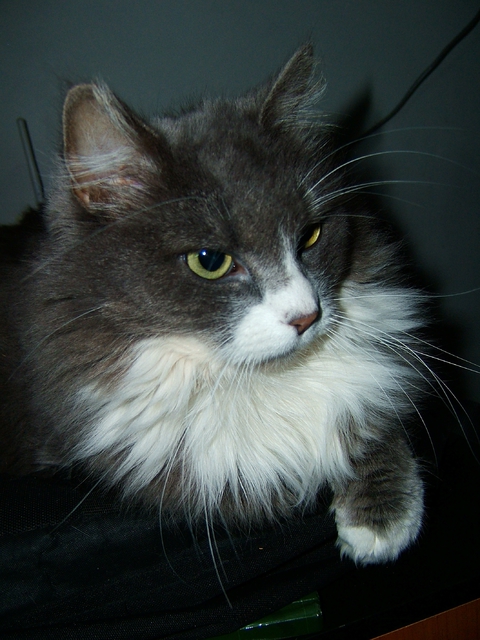 My pussy! :D