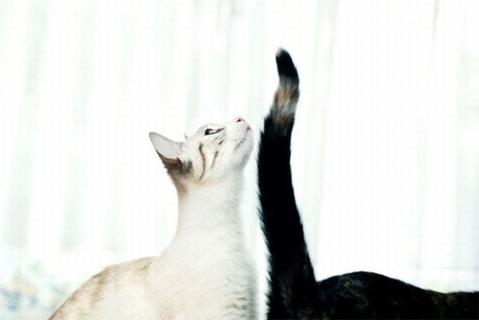 коты