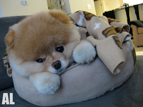 лапулик)