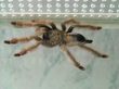 P.pulcher 02.2011