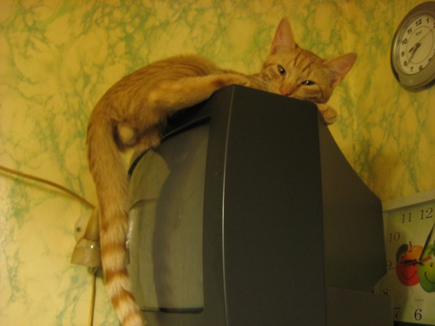 Любимое место кота на кухне )