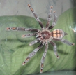 P.irminia 02.2011