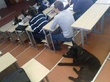 собачка-студентота пришла слушай лекции по физике в химфак