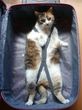 моя кошка 