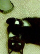 котэ-перевернутэ ))