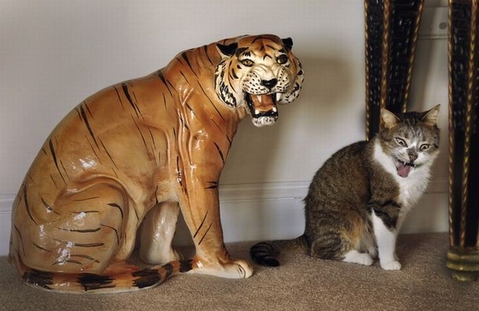 Кот