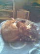 truelove