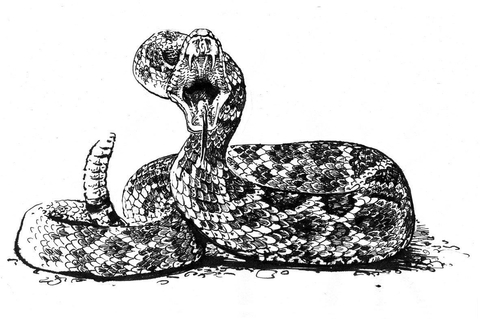 Snake2 ( by Raziel )