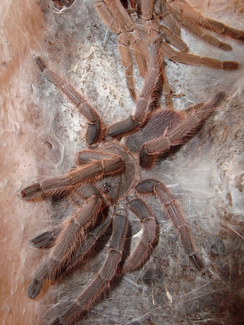 Huahini after molt