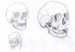 Skulls ( by Raziel )