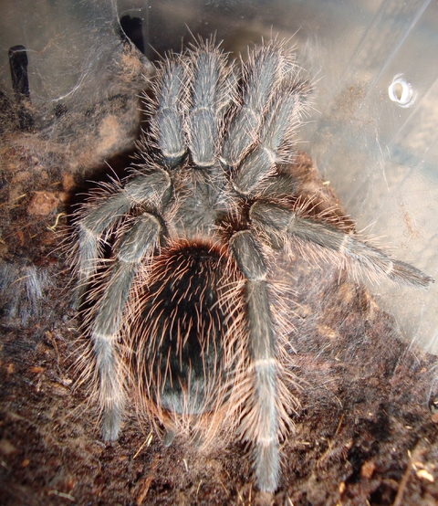 L. klugi