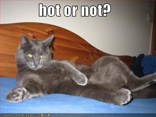 Esmu redzējis Hot Dogu, bet kā tavuprāt izskatās Hot Cats?