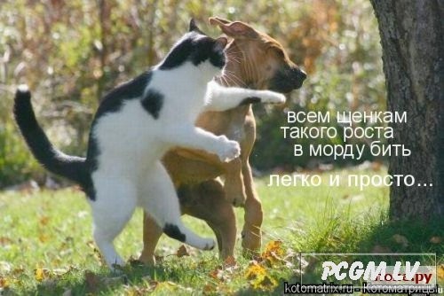 Можете подкинуть смешных картинок, фотографий? 