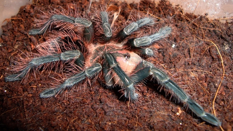Pamphobeteus spec. "Machalla"