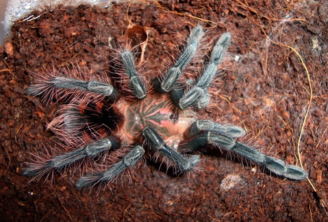 Pamphobeteus spec. "Machalla"