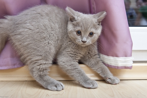 Кот Mickey