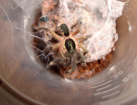 Holothele incei