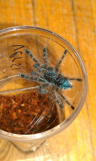A. Versicolor 14.09.2011