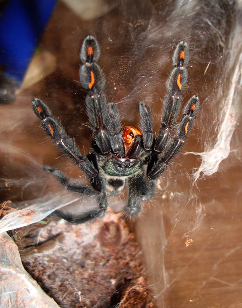 P. irminia