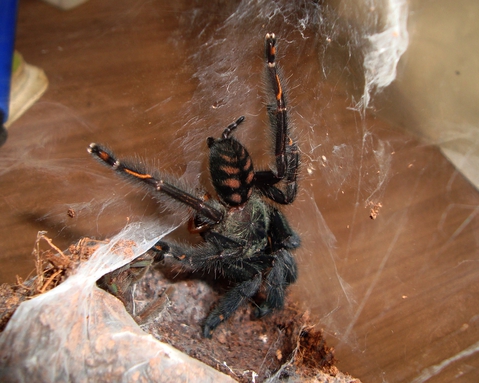 P. irminia