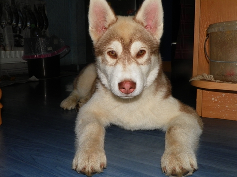 moj ljubimij pjos :P