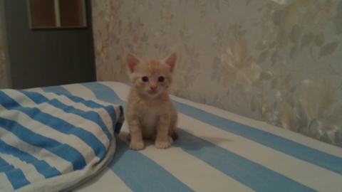 belka