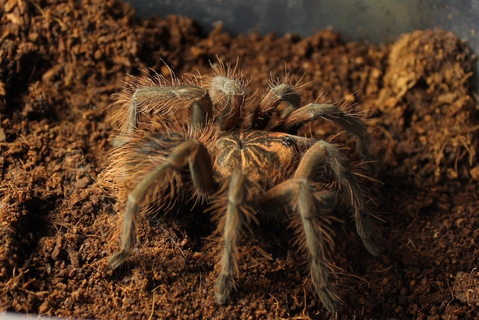 Pamphobeteus sp. "Machalla" 