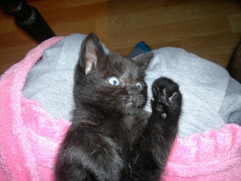 Miuka