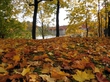 Золотая осень в Кулдиге.
