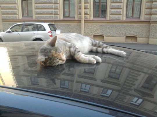 Кого вы из животных видите по утрам ?