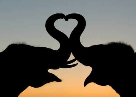 Vari paradīt kādu mīļu bildi, kura dzīvnieki izrāda mīlestību?