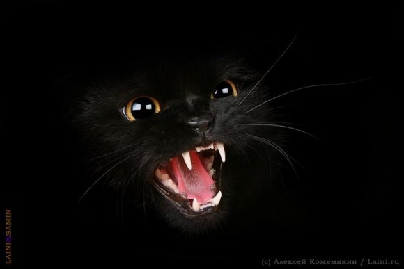 В каких ведьмочек вы верите? :-)