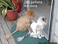 Какая самая красивая известная пара? 