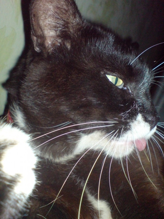 Покжи язык? ;P