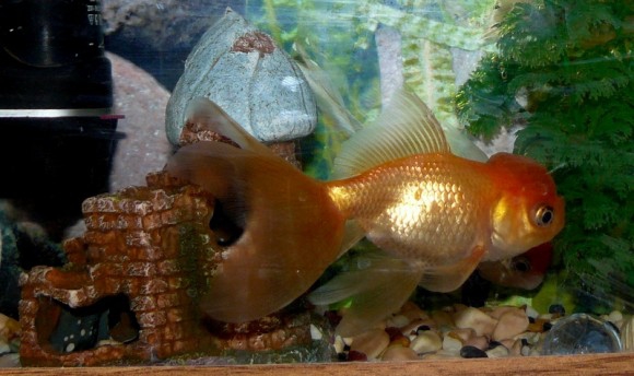 Kā izskatās zelta zivtiņa kura izpilda visas tavas trīs karstākās velēšanas?